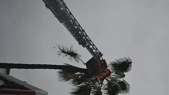 Yağmur altında budama çalışması yapıldı
