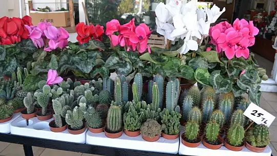 Koca, 'Sevgililer Günü hazırlıklarımız devam ediyor' 