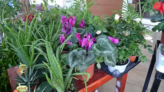 Koca, 'Sevgililer Günü hazırlıklarımız devam ediyor' 