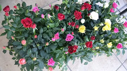 Koca, 'Sevgililer Günü hazırlıklarımız devam ediyor' 