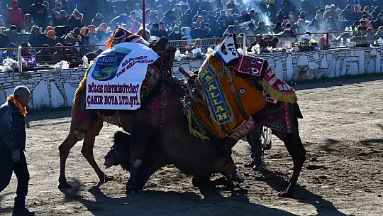Yatağan'da develer güreşti