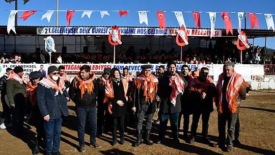 Yatağan'da develer güreşti