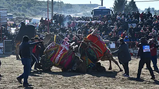 Yatağan'da develer güreşti