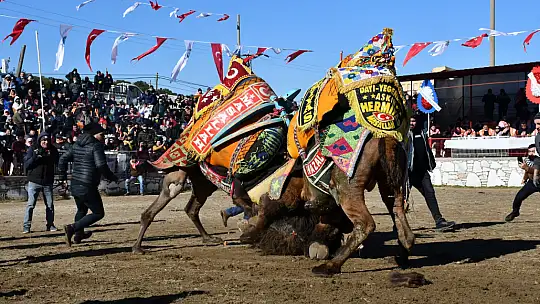 Yatağan'da develer güreşti