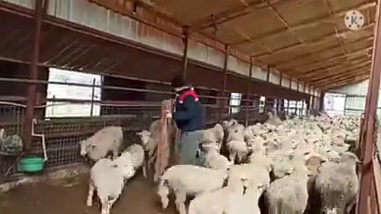 Çomar'dan başarı hikayesi