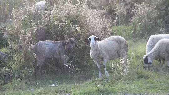 Sahiller turistlere ve hayvanlara kaldı