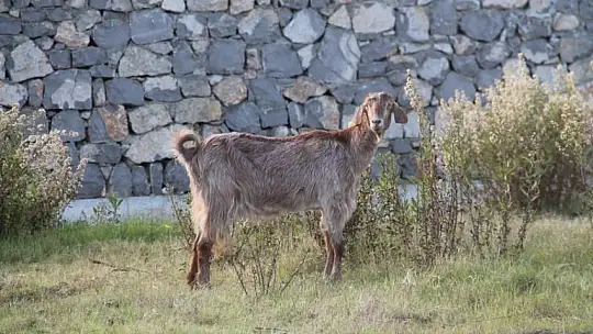Sahiller turistlere ve hayvanlara kaldı