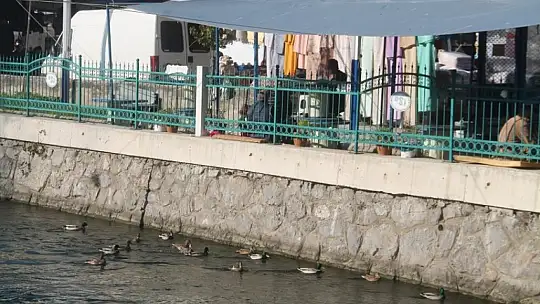 İşler yavaşlayınca kuşları beslemeye başladılar