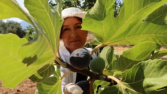 Ftso'dan Kaya İnciri Üretimine Destek