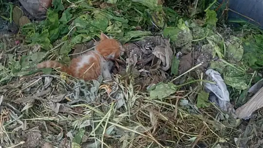 Yavru kedi temizlik personelinin dikkati sayesinde hayatta kaldı