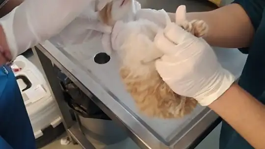 Yavru kedi temizlik personelinin dikkati sayesinde hayatta kaldı