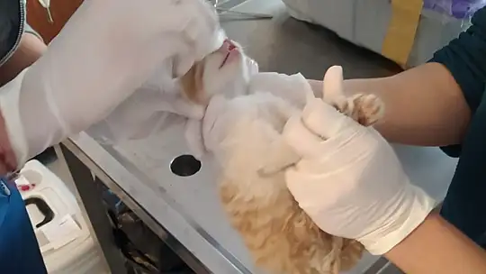 Yavru kedi temizlik personelinin dikkati sayesinde hayatta kaldı