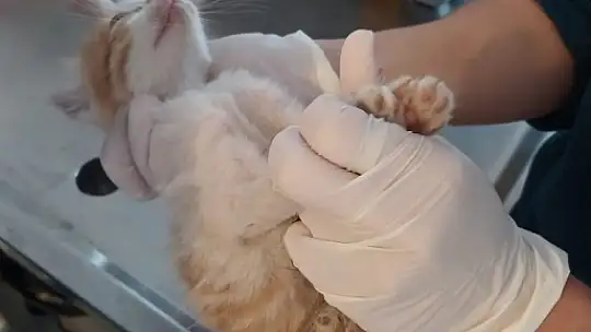 Yavru kedi temizlik personelinin dikkati sayesinde hayatta kaldı