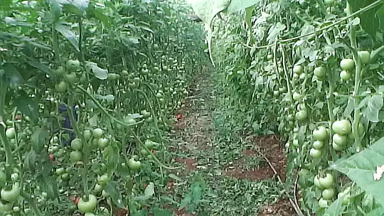 ÜRETİCİLERİN DİKKATİNE ÇKS BAŞVURULARI BAŞLADI!
