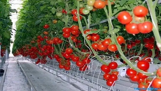 ÜRETİCİLERİN DİKKATİNE ÇKS BAŞVURULARI BAŞLADI!