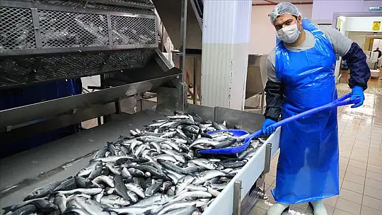 MUĞLA'NIN BALIKLARI DÜNYA SOFRALARINI SÜSLÜYOR