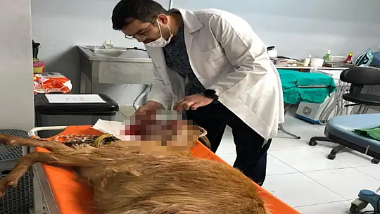 Veteriner 6 saatte hayata döndürdü