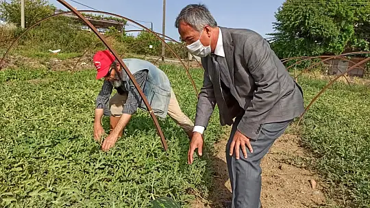 Bölgenin En Erkenci Karpuzu Fethiye'de Üretildi