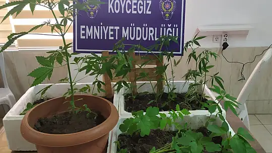 Köyceğiz'de 2020'de 51 operasyon
