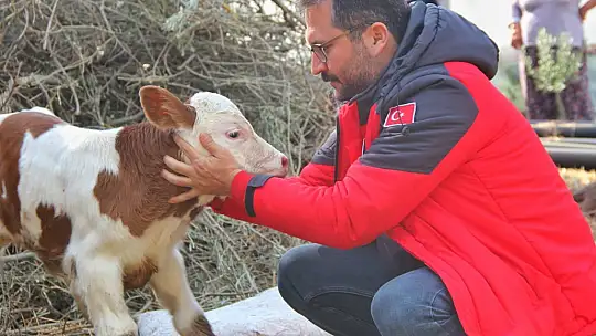 Fethiyeli Hatice teyzeye üçüz buzağı sürprizi
