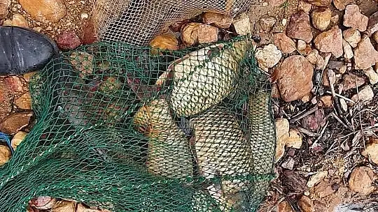 Kaçak avcılara karşı denetimler devam ediyor