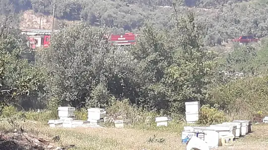 Zeytinlik alanda çıkan yangın panik yarattı