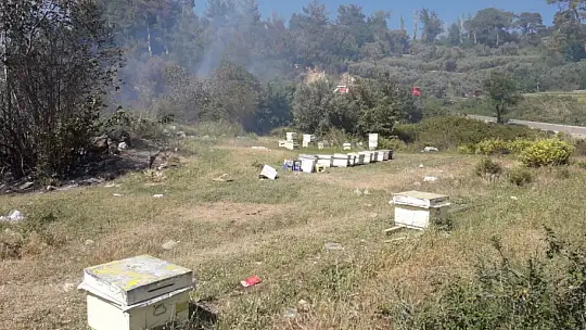 Zeytinlik alanda çıkan yangın panik yarattı