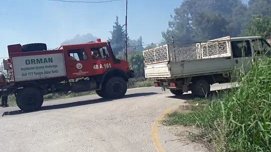 Zeytinlik alanda çıkan yangın panik yarattı