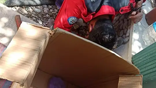 Kanalizasyon borusuna sıkışan yavru kediler kurtarıldı
