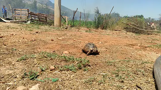 Seydikemer'de 3 noktada çıkan yangın kontrol altına alındı