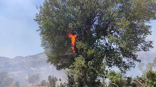 Seydikemer'de 3 noktada çıkan yangın kontrol altına alındı