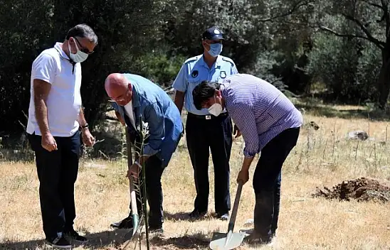 30 zeytin fidanı daha dikildi