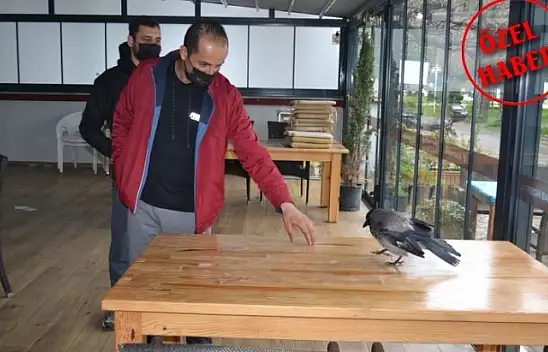 Ağaçtan düşen kargaya sahip çıktılar