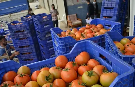 Akgün, üreticimiz fiyattan memnun