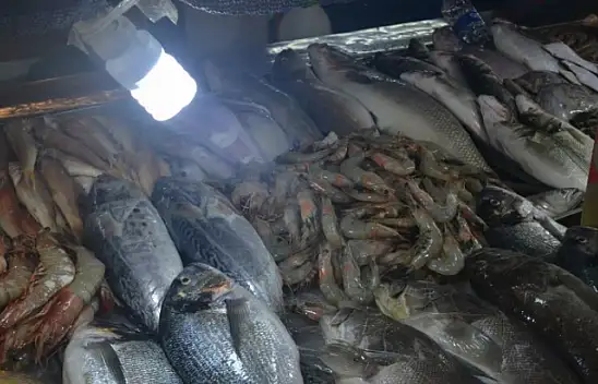 BALIK FİYATLARININ ARTIŞI MAZOTA BAĞLI