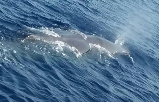 Balinalar Fethiye'den vazgeçemiyor