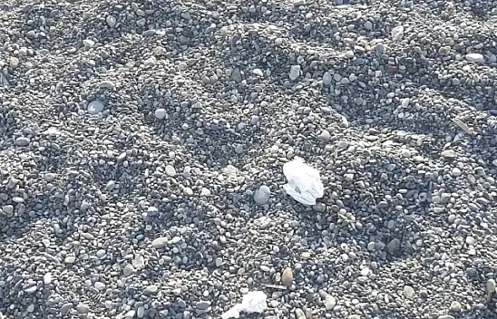 Bu kadarına da pes!