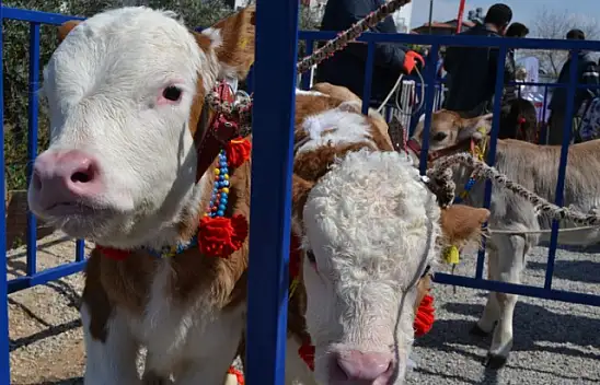 BUZAĞILAR GÜZELLİK İÇİN PODYUMDAYDI