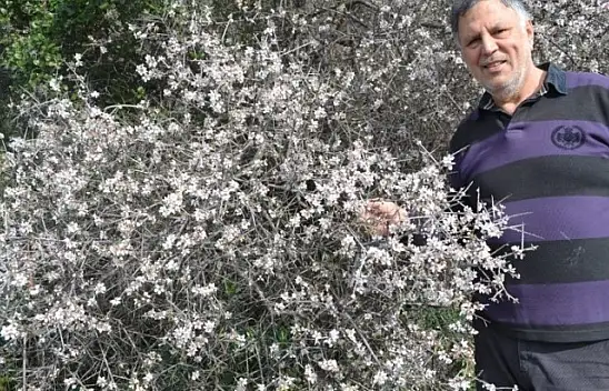 Fethiye'de bademler çiçek açtı