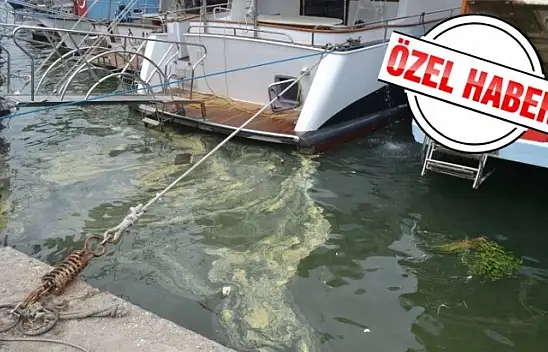 Fethiye körfezindeki sarılık polenlerden, çöpler insanlardan kaynaklanıyor!