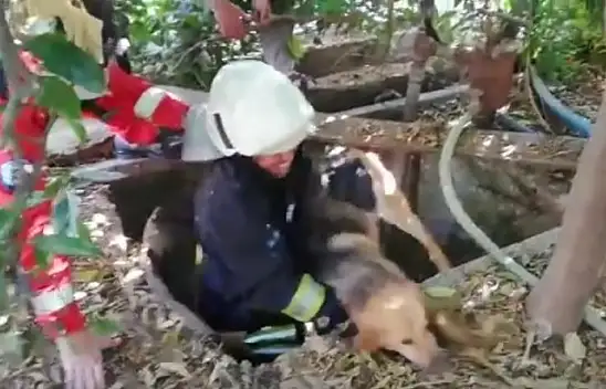 Fethiye kuyuya düşen köpek kurtarıldı