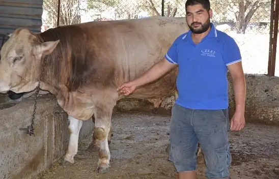 Kurbanlık satışlarında yoğunluk başladı