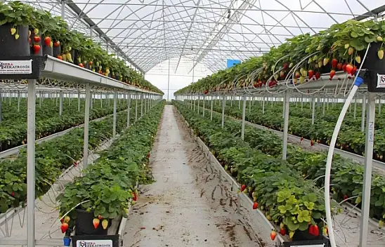 Topraksız ürettiği çileği ihraç ediyor