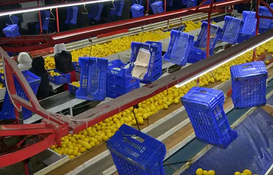 Yaş sebze meyvede üretim düşüyor