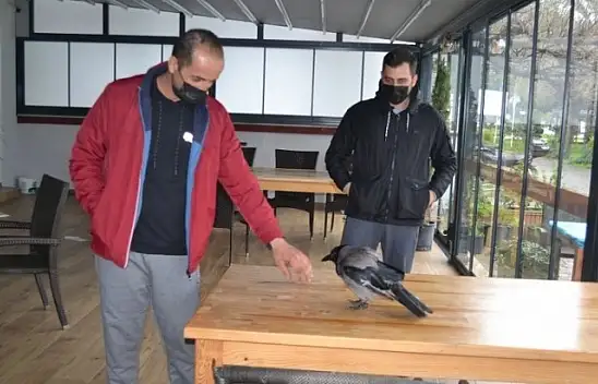 Ağaçtan düşen kargaya sahip çıktılar