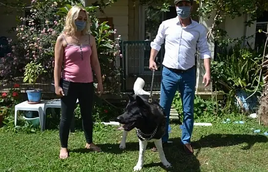 Akita cinsi Şensi isimli köpeğin sahibi konuştu