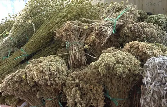 Aktarlar, korona ve gribe meydan okuyor