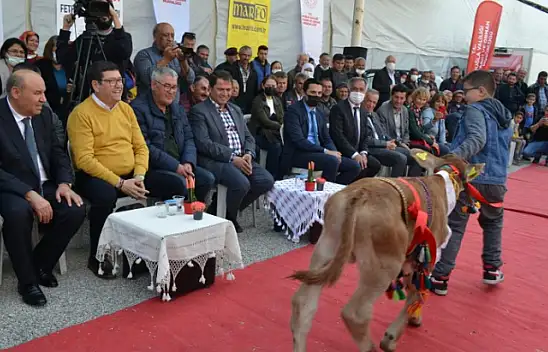 Buzağılar güzellik için podyumdaydı