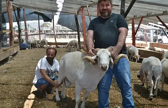 Çarıklı Kasap hayvan pazarında yerini aldı