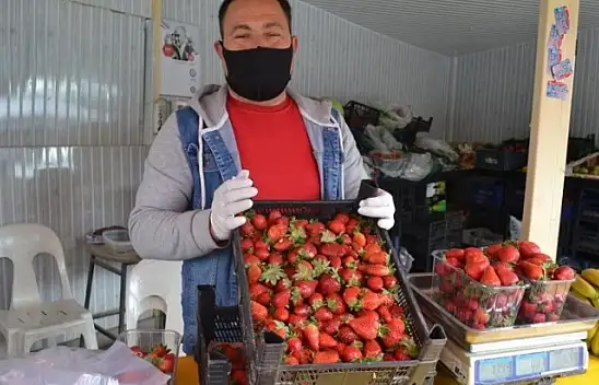 Çilek geçen yılın fiyatları ile satılıyor